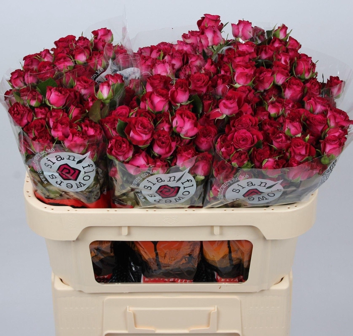 <h4>R TR CHERRY BLOSSOMS</h4>