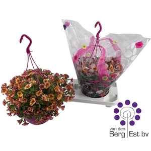 CALIB MINIF UNO BAKA