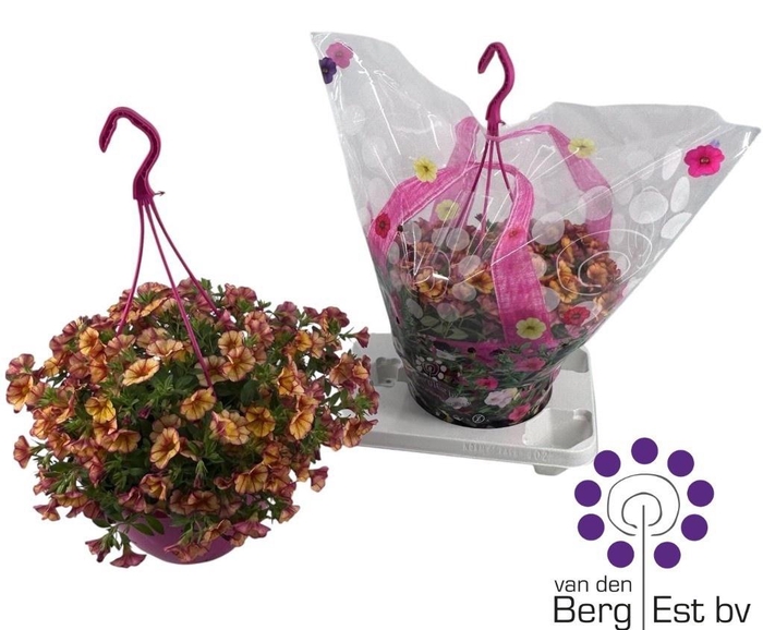 <h4>CALIB MINIF UNO BAKA</h4>