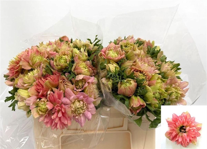 <h4>ANEMONE FULLSTAR BARBI*</h4>