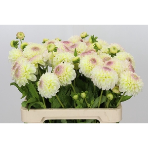 Dahlia Jowey Venice