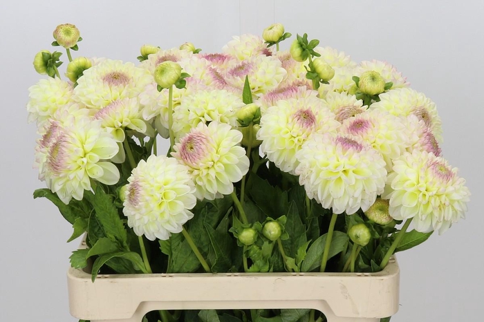 <h4>Dahlia Jowey Venice</h4>