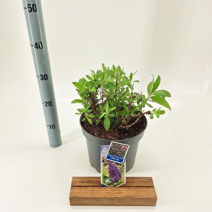 <h4>Buddleja Butterfly Candy Little Lil</h4>