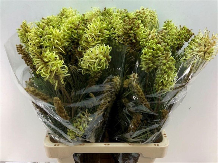 <h4>GREVI SPIDERMAN</h4>