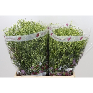 Limonium sinensis China Summer