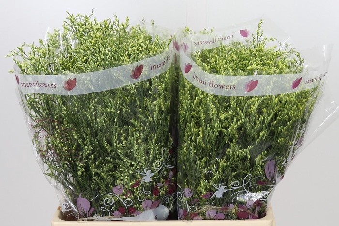 <h4>Limonium sinensis China Summer</h4>