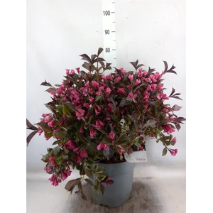 Weigela   ...
