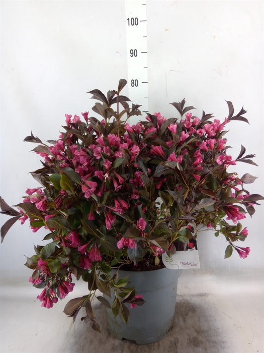 <h4>Weigela   ...</h4>