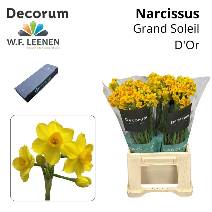 <h4>Narcissus Grand Soleil D'or Small Box 100</h4>