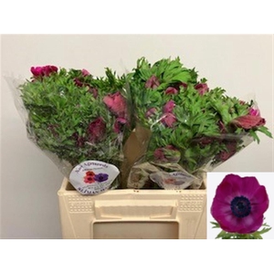 ANEM CO GALIL PURPER