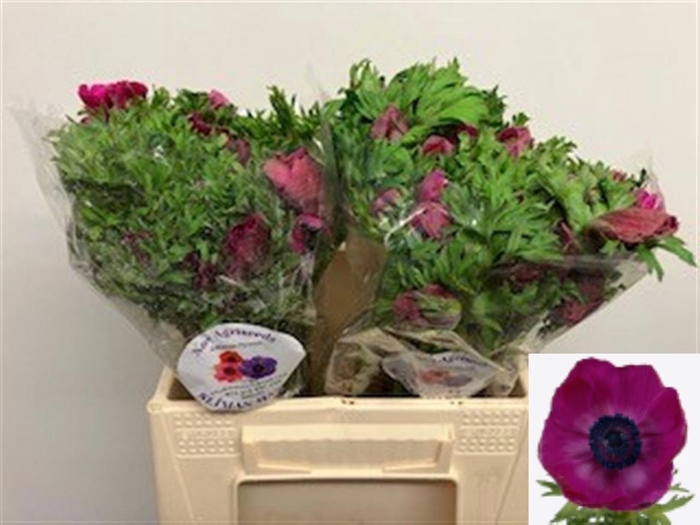 <h4>ANEM CO GALIL PURPER</h4>