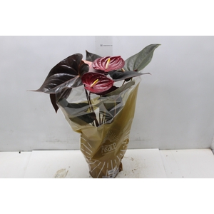 ANTHURIUM DELICATA P17