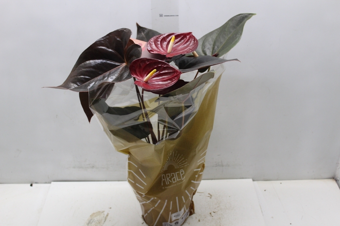 <h4>ANTHURIUM DELICATA P17</h4>