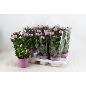 CHRYS FP PINK