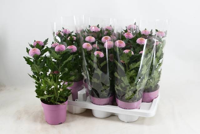 <h4>CHRYS FP PINK</h4>