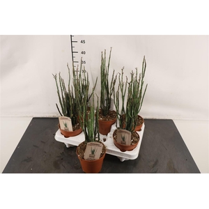 Euphorbia 12 Cm. P. Platyclada