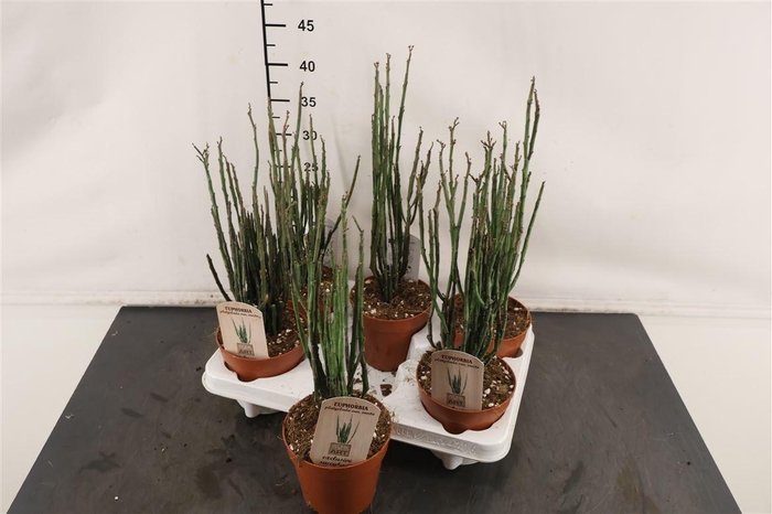 <h4>Euphorbia 12 Cm. P. Platyclada</h4>