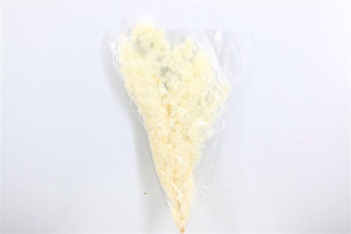 <h4>Pres Ming Fern Bleached Bunch</h4>