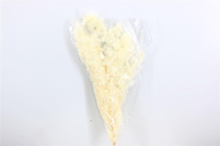 <h4>Dried Ming Fern Bleached Bunch</h4>