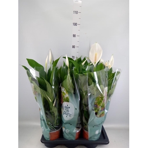 Spathiphyllum  'Bingo Cupido'