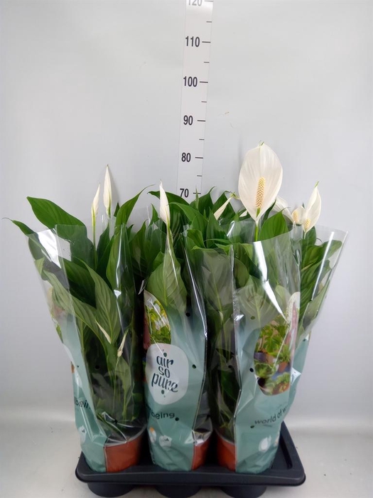 <h4>Spathiphyllum  'Bingo Cupido'</h4>