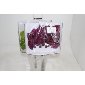 ANTHURIUM VARIADO 6/7.5 025 CM DIAM MIN 6 CM VARIADO