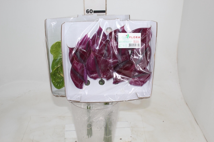 <h4>ANTHURIUM VARIADO 6/7.5 025 CM DIAM MIN 6 CM VARIADO</h4>