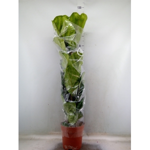 Ficus lyrata