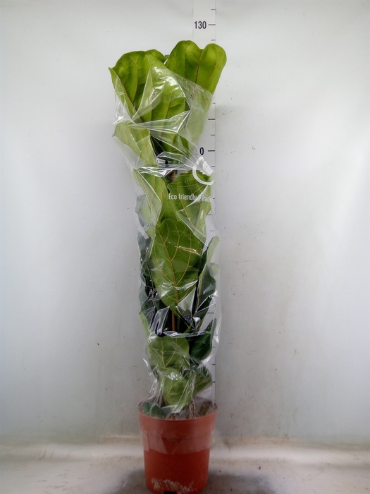 <h4>Ficus lyrata</h4>
