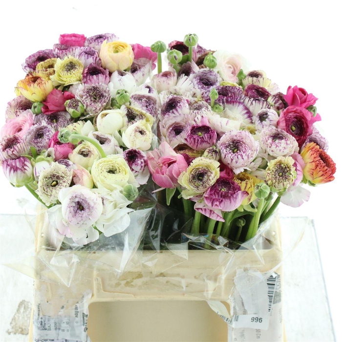 <h4>Ran El Stripe Mix</h4>