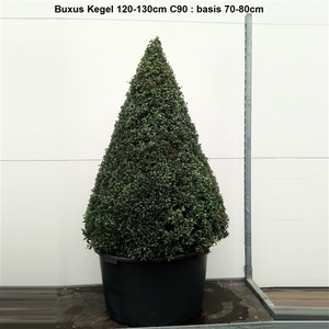 Buxus sempervirens overig