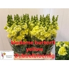 ANTIR DU MADAM BUTTERFL YELLOW