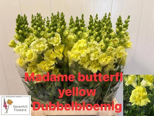 <h4>ANTIR DU MADAM BUTTERFL YELLOW</h4>