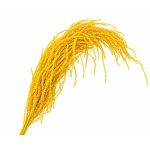 Dried Bleached Amaranthus Caudatus Yellow