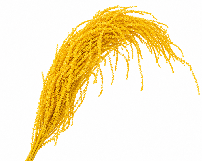 <h4>Dried Bleached Amaranthus Caudatus Yellow</h4>