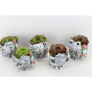 arr4 Semp JS - Dieren mix kl. x6