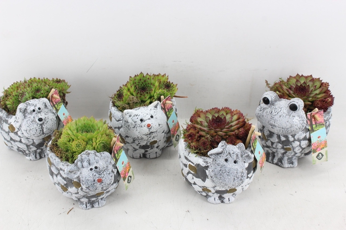 <h4>arr4 Semp JS - Dieren mix kl. x6</h4>