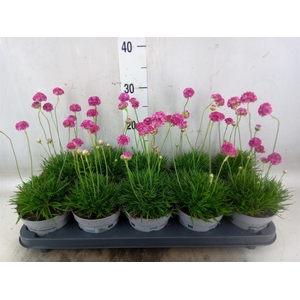 Armeria maritima