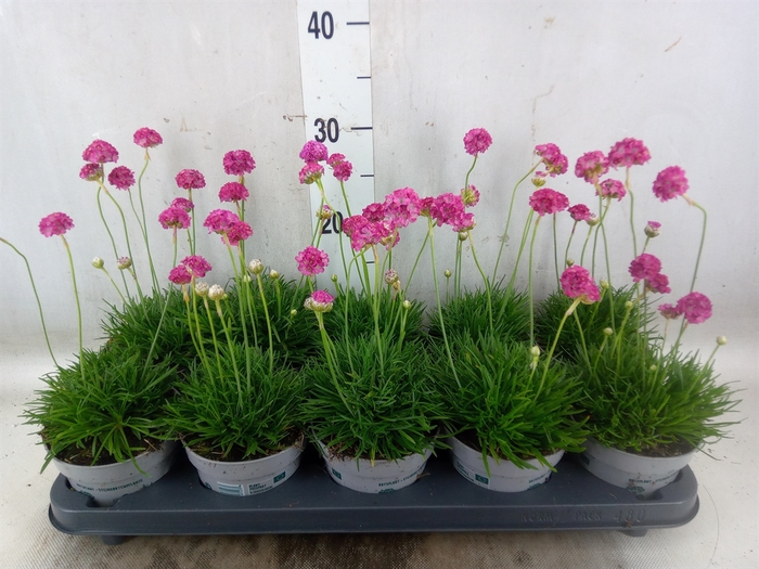 <h4>Armeria maritima</h4>
