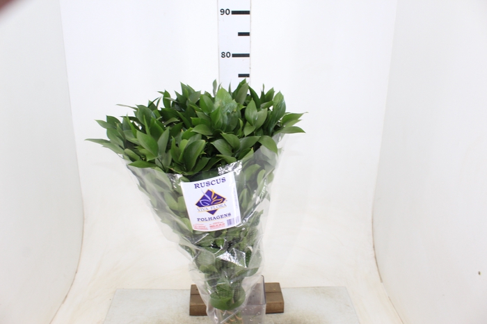 FOLHAGEM RUSCUS 070 CM