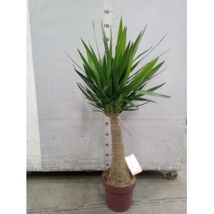 Yucca elephantipes   ...