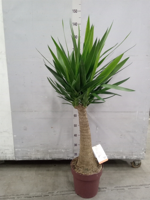 <h4>Yucca elephantipes   ...</h4>