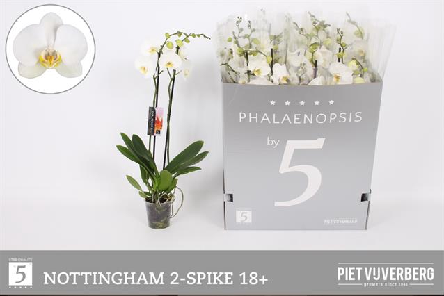 <h4>PHAL AN NOTTINGHAM</h4>