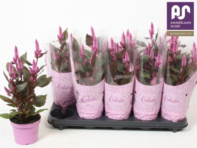 <h4>CEL MERIDA PINK</h4>