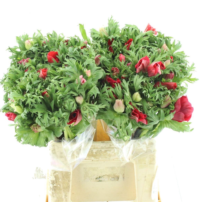 <h4>Anem Co Mar Red</h4>