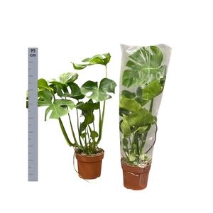 MONSTERA DELICIOSA