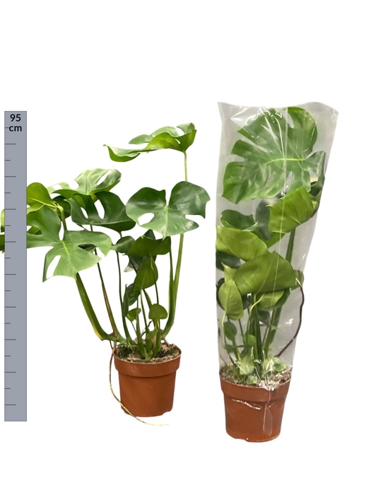 <h4>MONSTERA DELICIOSA</h4>