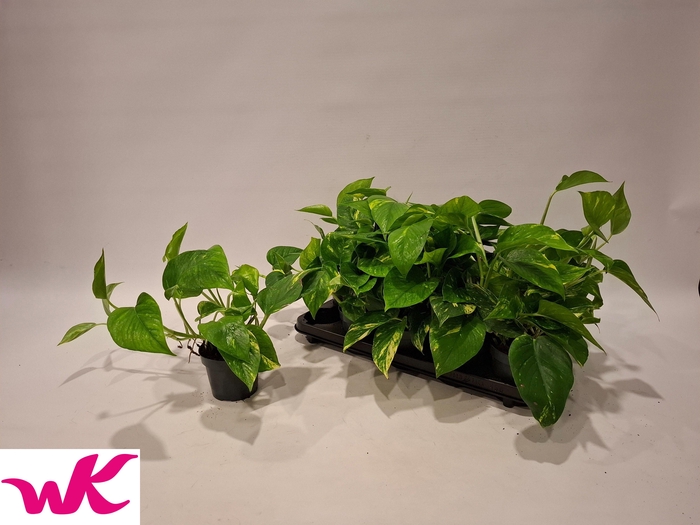 <h4>EPIPR AUREUM</h4>