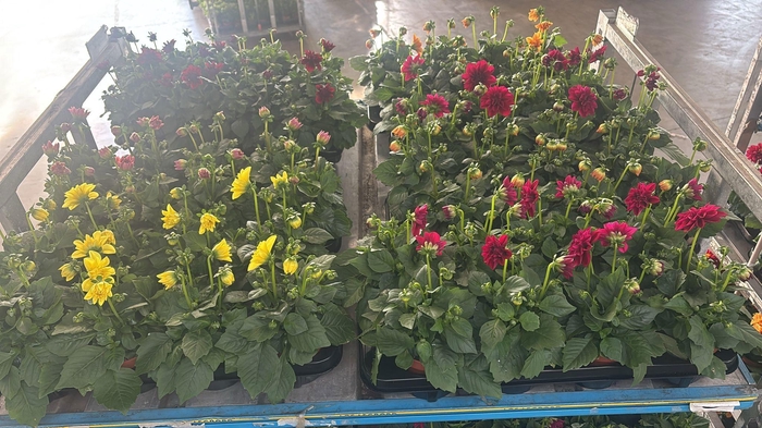 <h4>DAHLIA ROYAL GEM</h4>