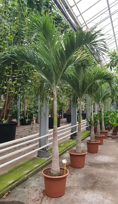 <h4>Veitchia merrillii</h4>